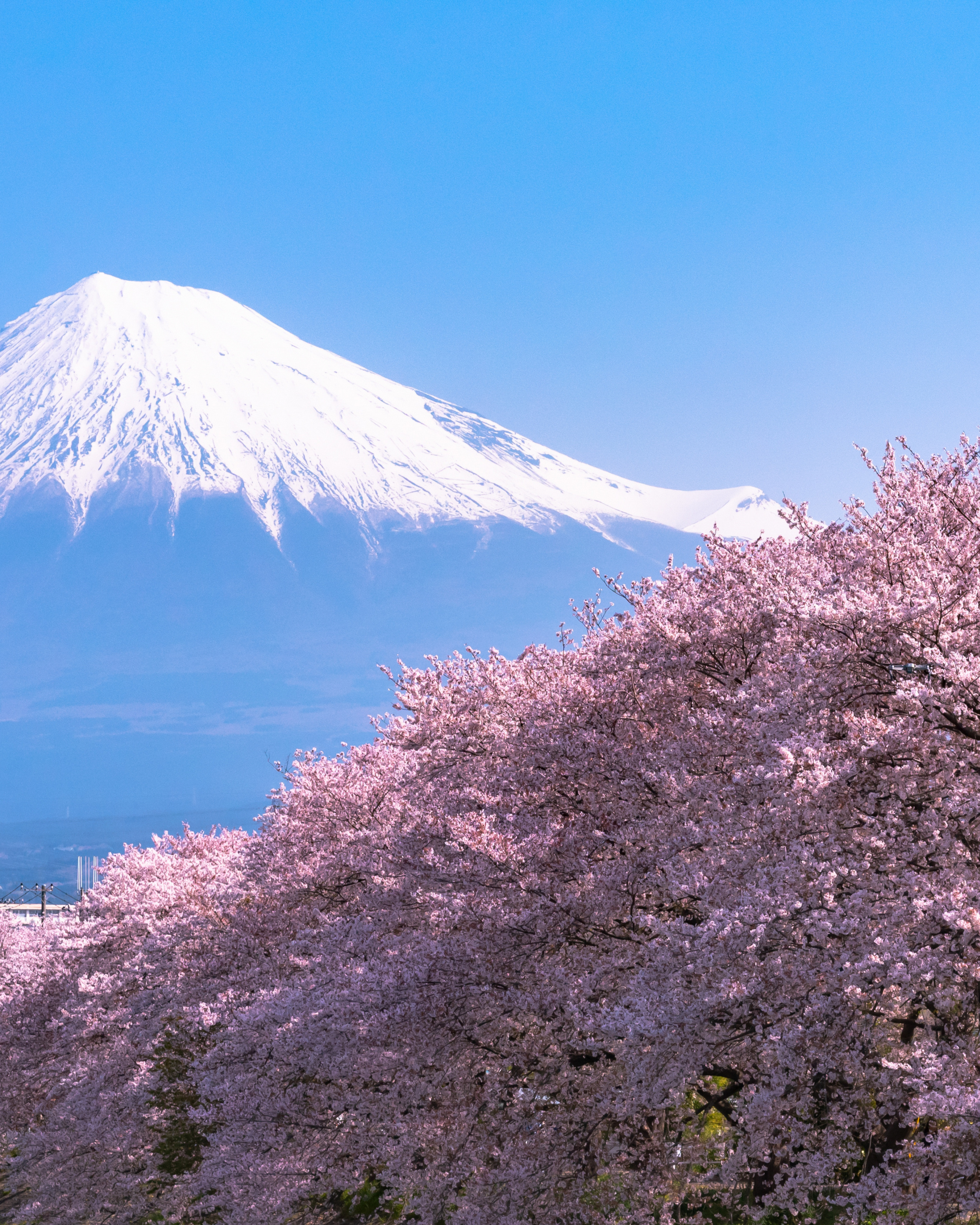 Hand & Body Lotion Sakura Blossom