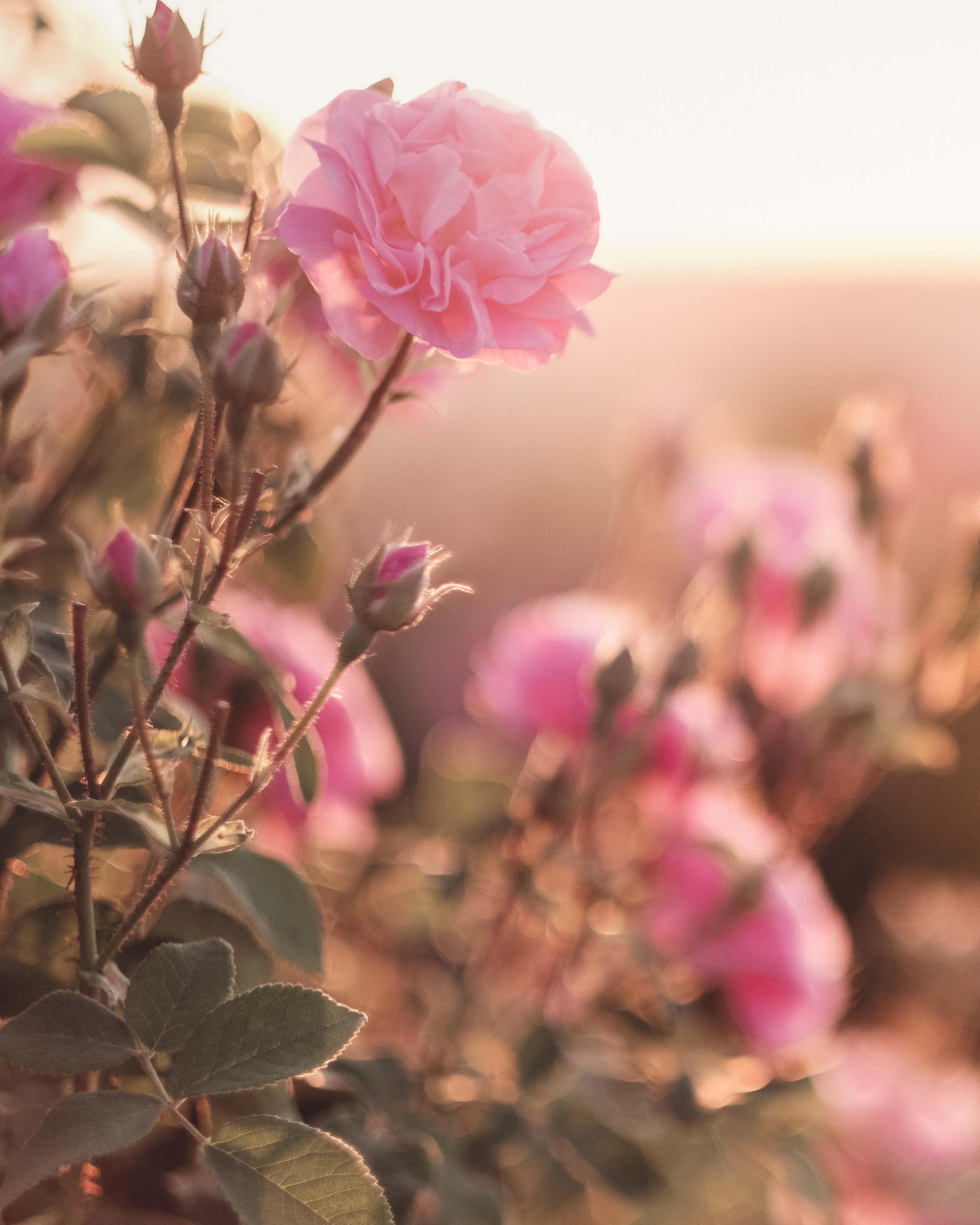 Hand & Body Lotion Rose Sandalwood