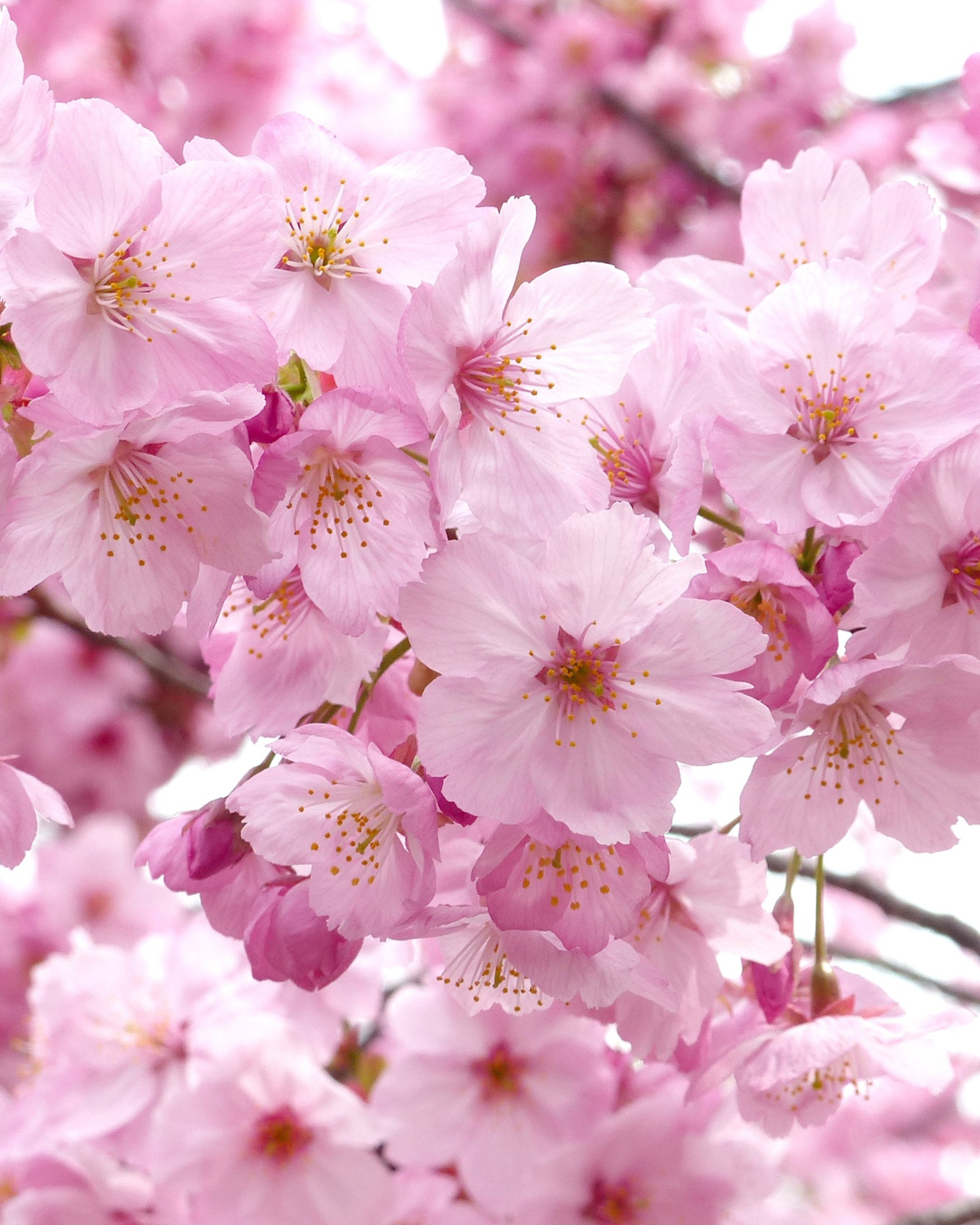 Hand & Body Lotion Sakura Blossom