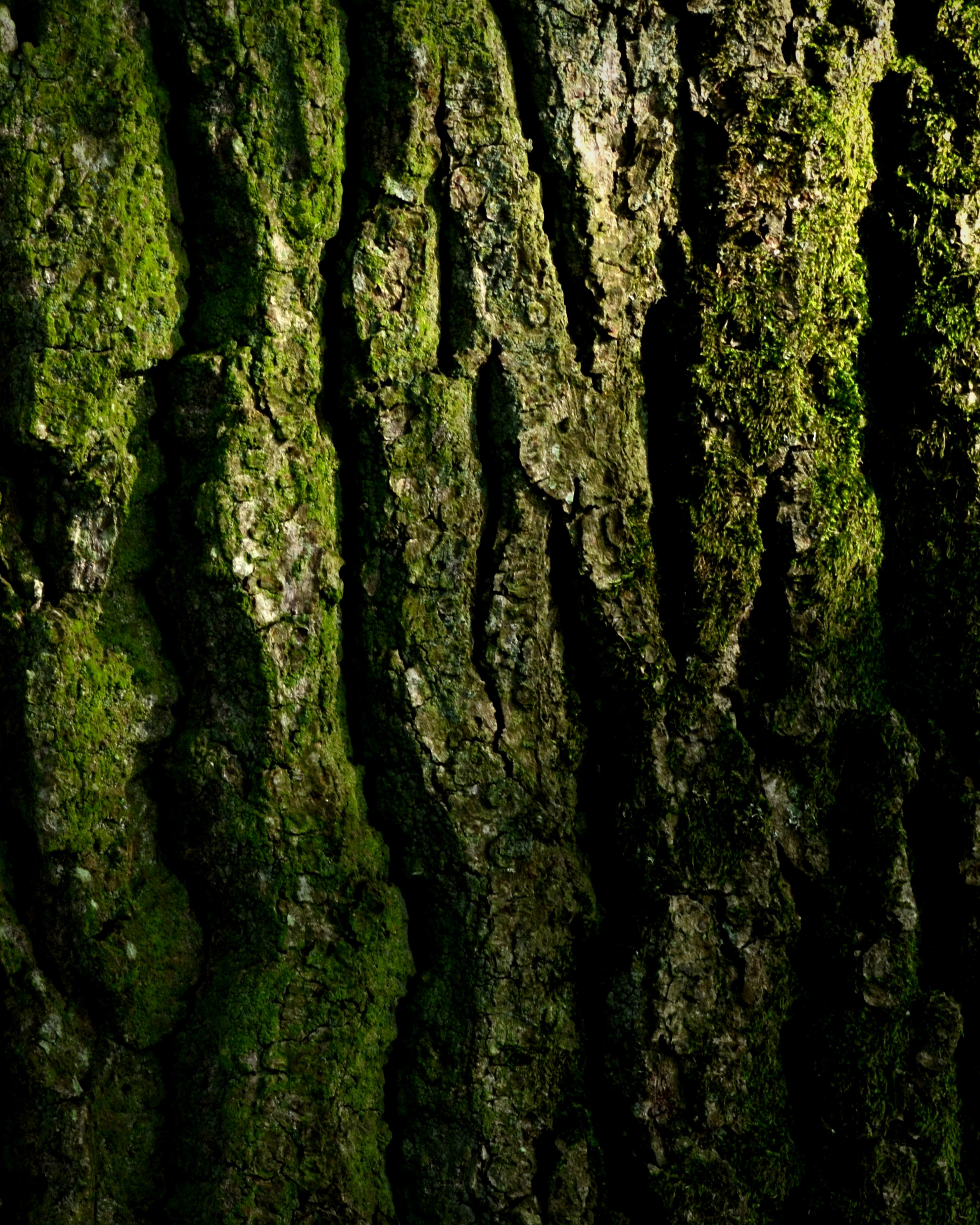 Hand & Body Lotion Executive Edge