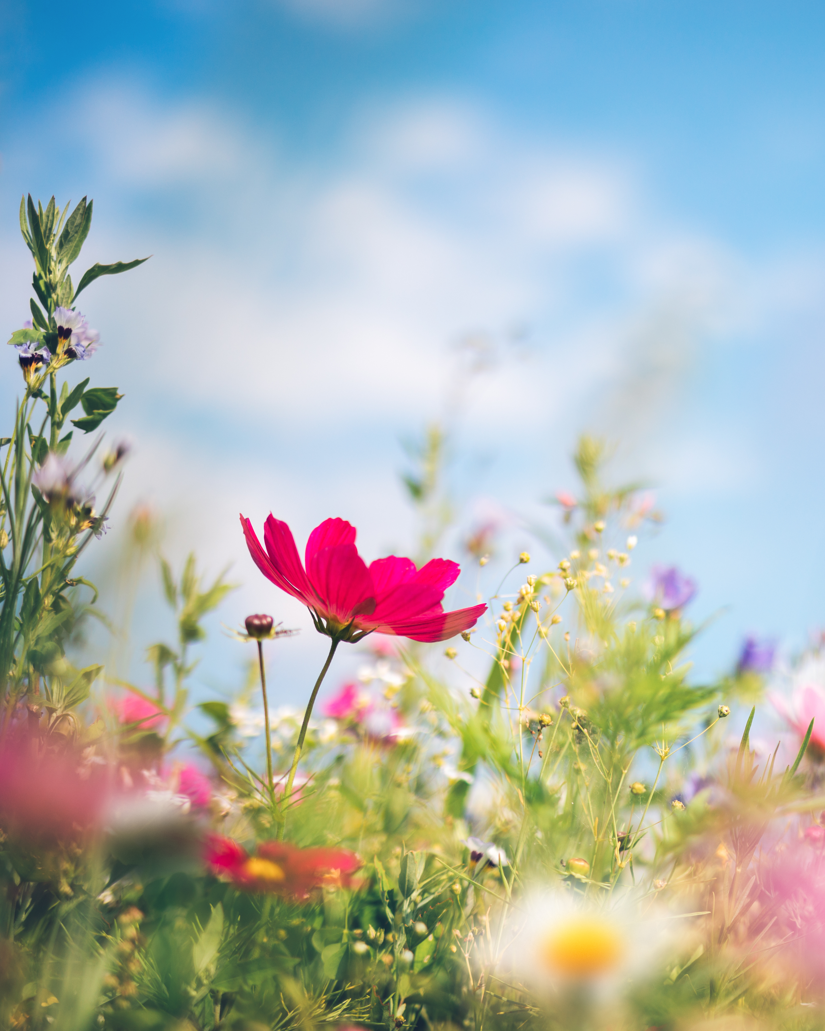 Hand & Body Lotion Aqua Flora
