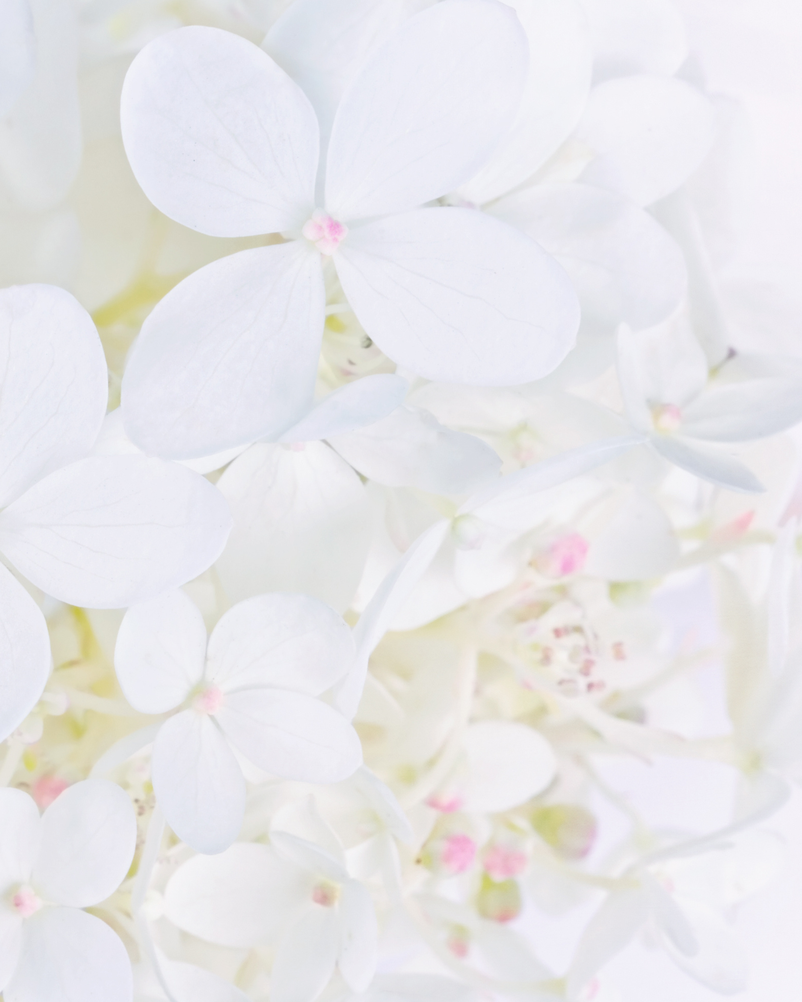 Hand & Body Lotion Luminous Petals